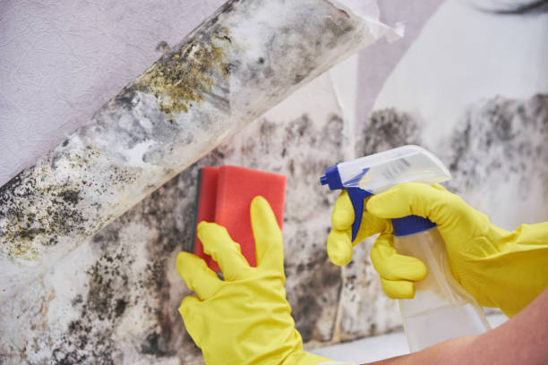 Best Attic Mold Removal  in Grenada, MS